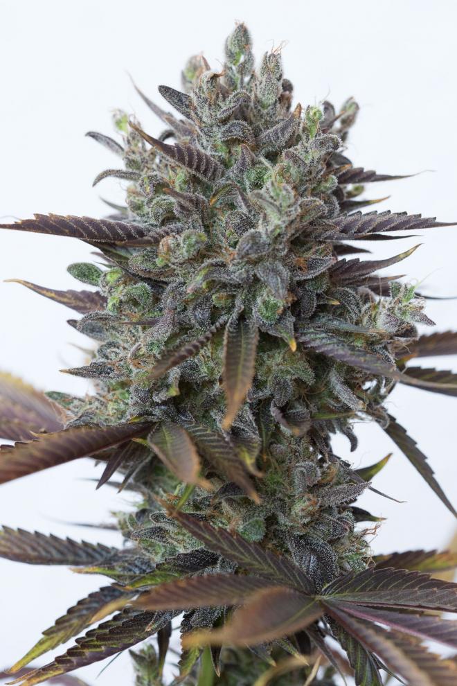 Purple Orange CBD