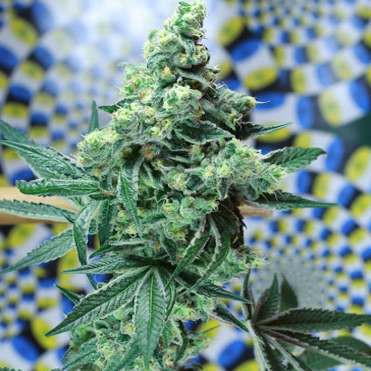 Quantum Kush