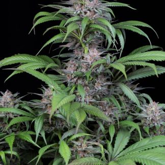 Quick Kush