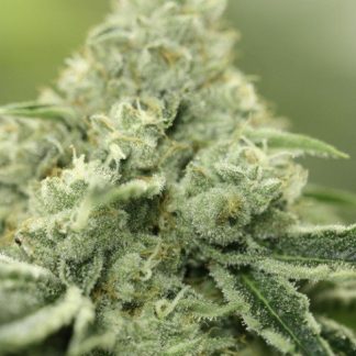 Rollex OG Kush