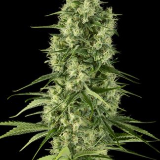 Santa Sativa