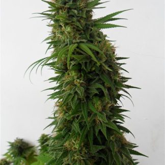 Snow Bud