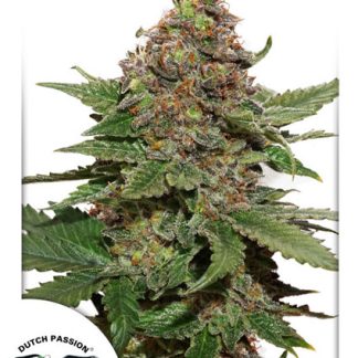 Strawberry Cough