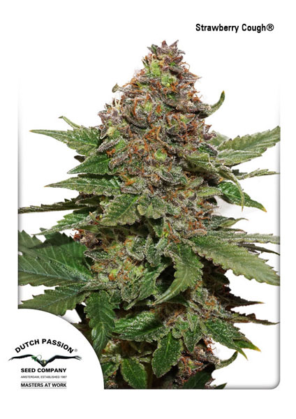 Strawberry Cough
