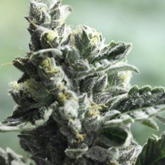 Strawberry Sour Diesel