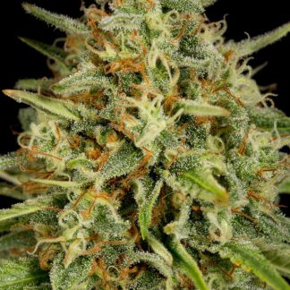 Strawberry Amnesia