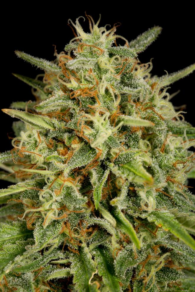 Strawberry Amnesia