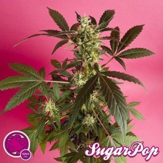 Sugarpop
