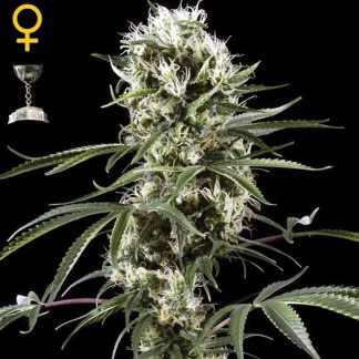 Super Lemon Haze