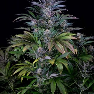 Super Silver