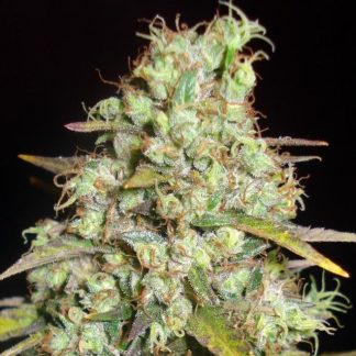 Super Silver Haze Bulk Zaden