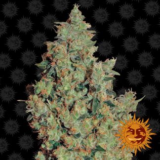 Tangerine Dream