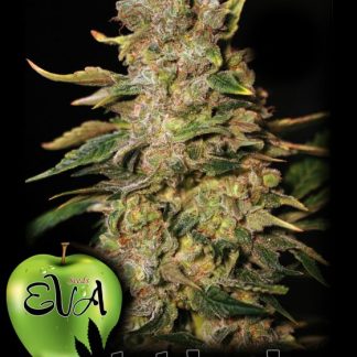 TNT Kush