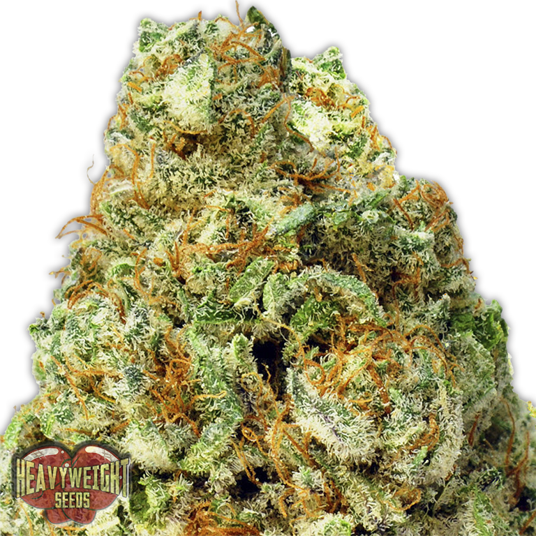 Turbo Bud