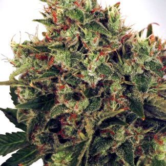 Ultra White Amnesia