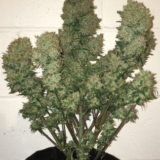 West Coast OG