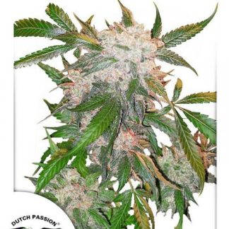 White Widow