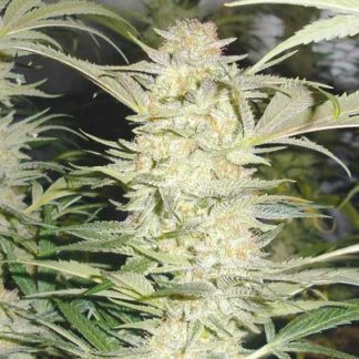 White Widow