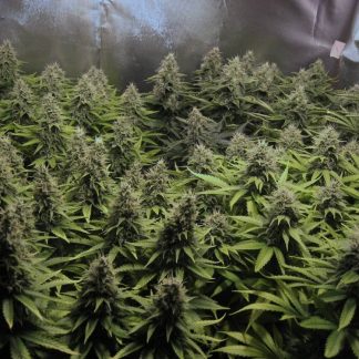 White Widow x Big Bud