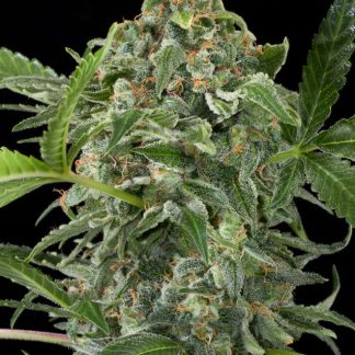 White Cheese Auto