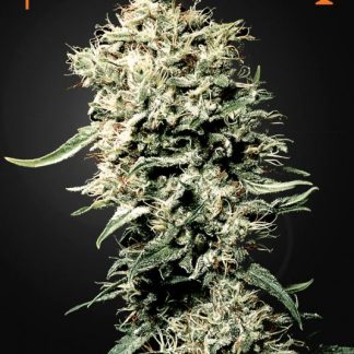 White Rhino