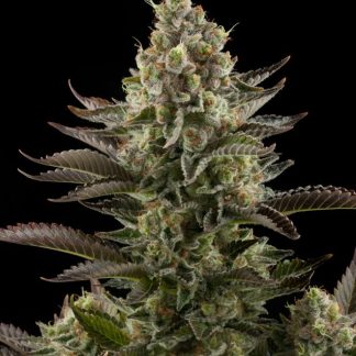 White Widow