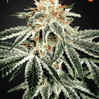 White Widow