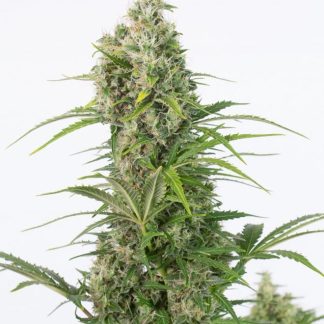 WHITE WIDOW CBD