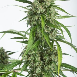 White Widow XXL Auto