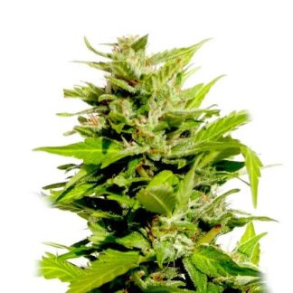 AK47 Auto-0
