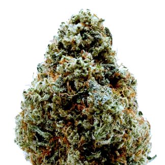 Orangutan Glue-0