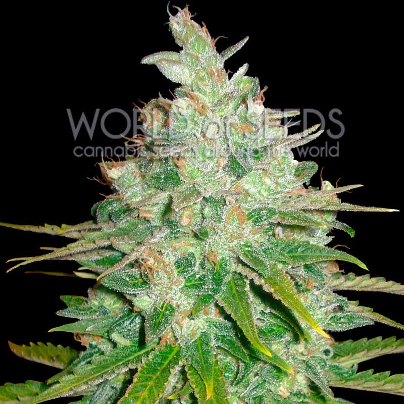 Afghan kush x Black Domina