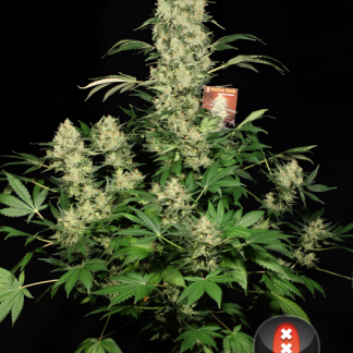 AK47 Serious Seeds