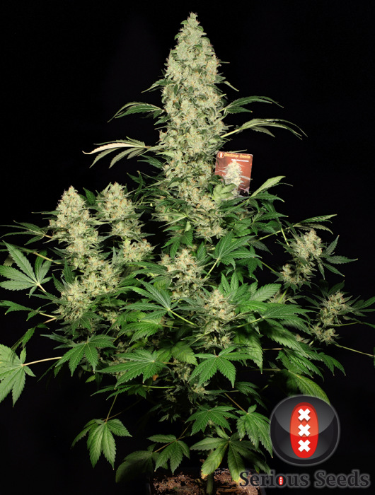 AK47 Serious Seeds