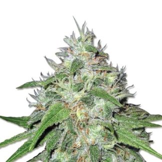 Amnesia Bulk Seeds