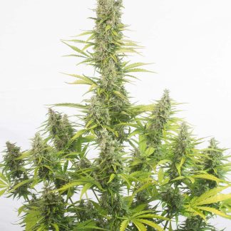 Amnesia Auto Bulk Seeds