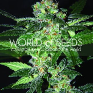 Amnesia Seeds
