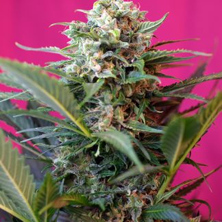 Big Devil XL par Sweet Seeds
