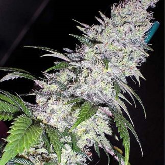 Black Domina zaden
