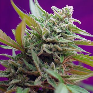 Black Jack Auto