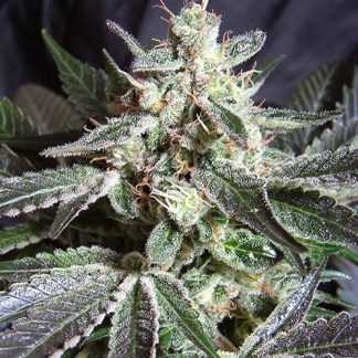 Black Jack van Sweet Seeds