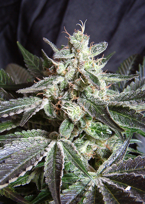 Black Jack van Sweet Seeds
