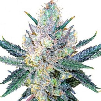 Blue Cheese zaden