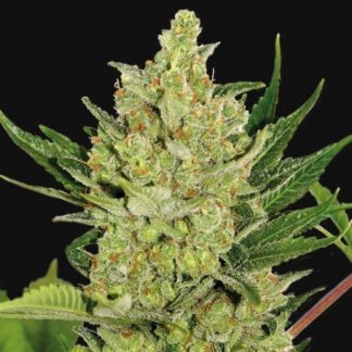 Blue Cheese Auto