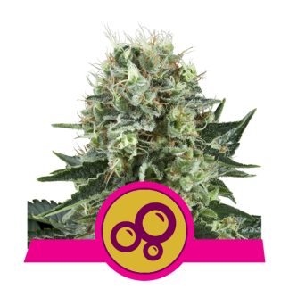 Bubble Kush by Royal Queen Seeds