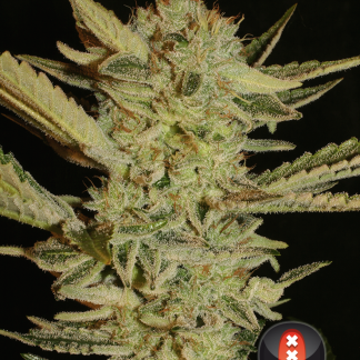 BubbleGum-0