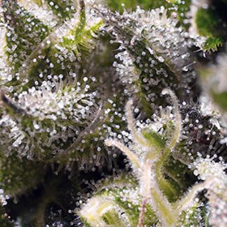 Cream Caramel Auto