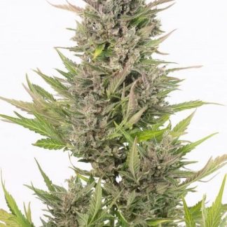 Critical Auto