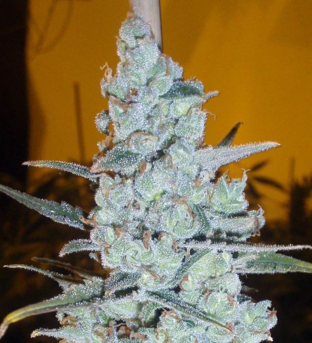 Critical Jack Herer seeds