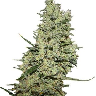 Critical + wietzaden
